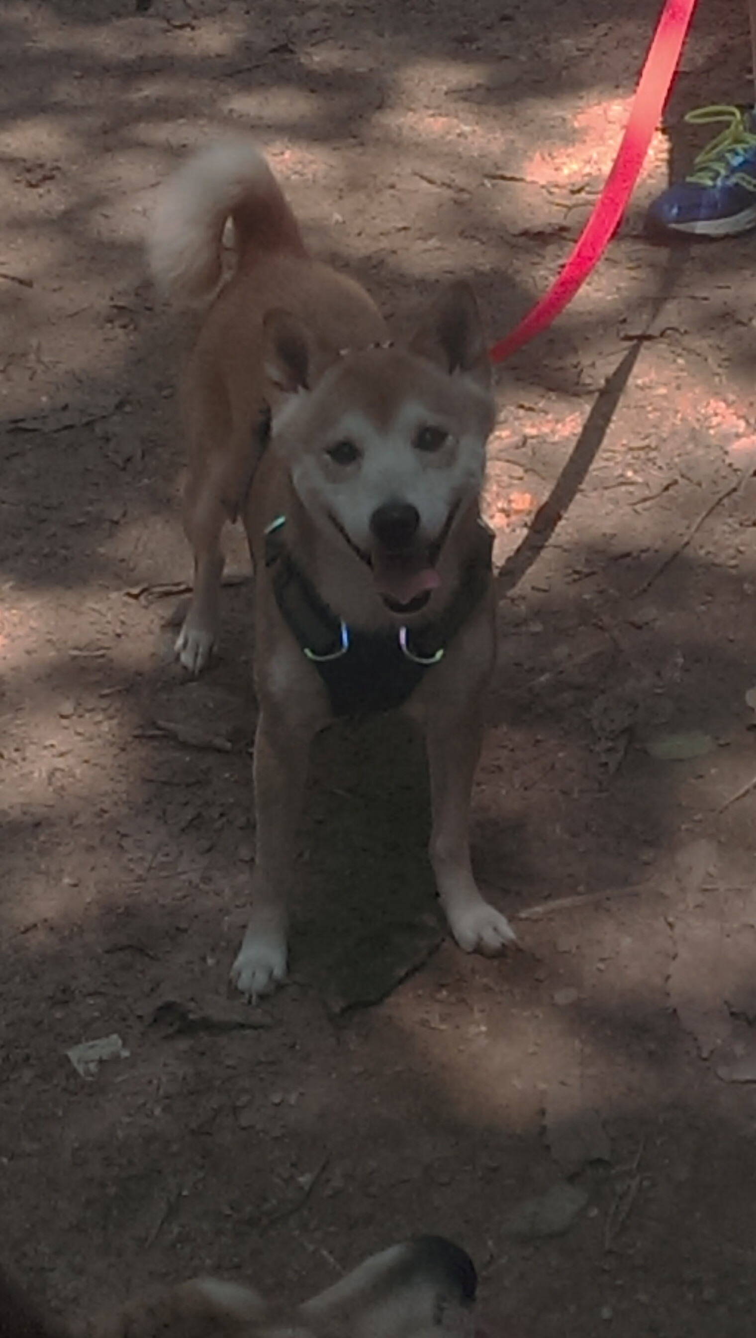 跨洲际的绿茵奇缘，当基利维亚邂逅那不勒斯，基米希导演破界之战