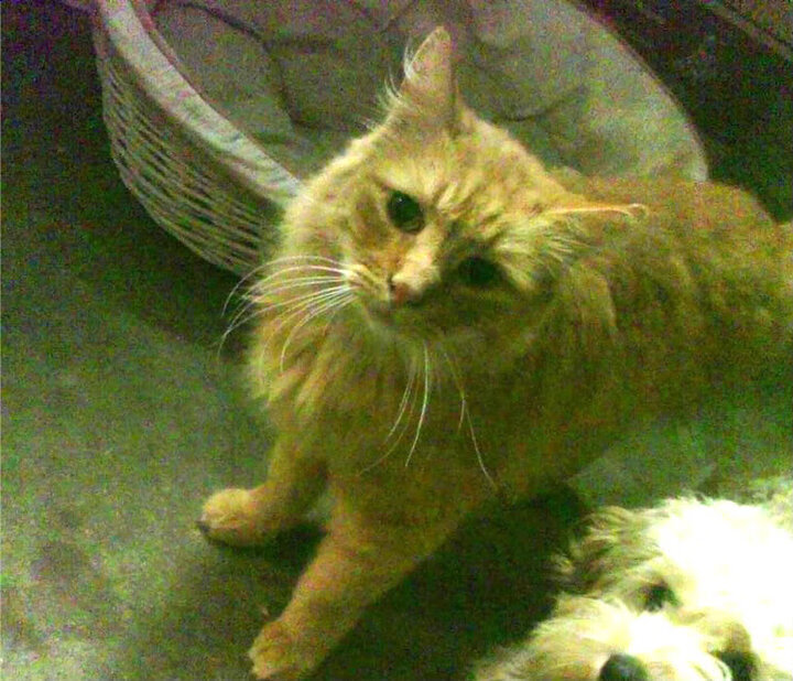 雄鹿强势打穿活塞，勒布朗·詹姆斯化身关键先生引领胜利