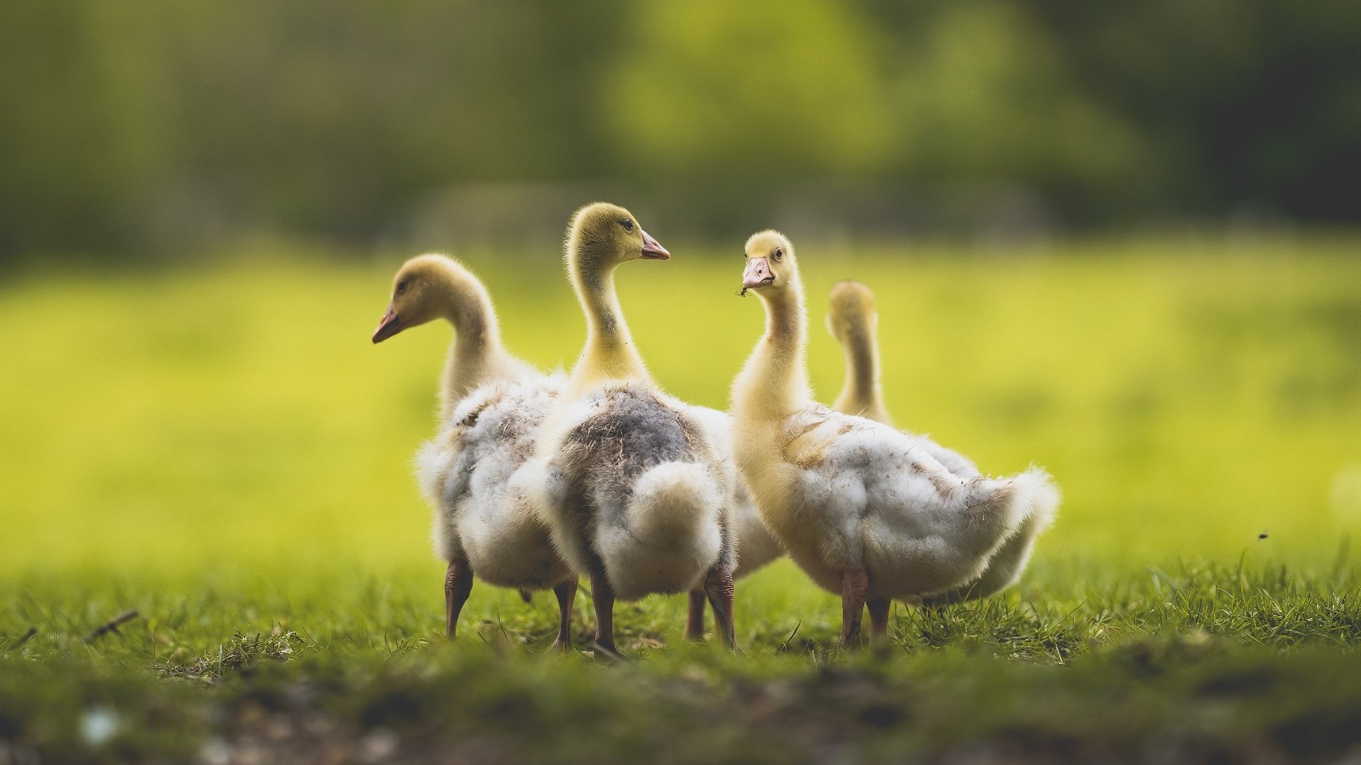 鏖战尼克斯,小贾伦的杀伤成北京队最孤独的武器