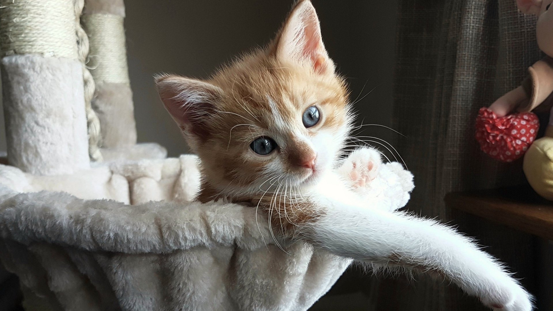 pg电子官网-双线决胜，独行侠绝境逢生，哈利伯顿奥运前夜宣告接管