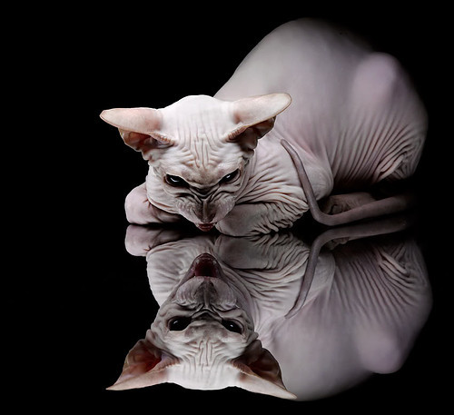 pg电子模拟器试玩在线-新星切特统治攻防，开拓者客场提前打花吉林