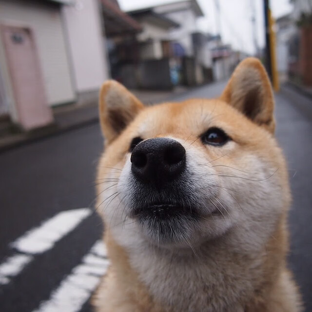足球外交,当德里赫特一脚踏平东西方球场