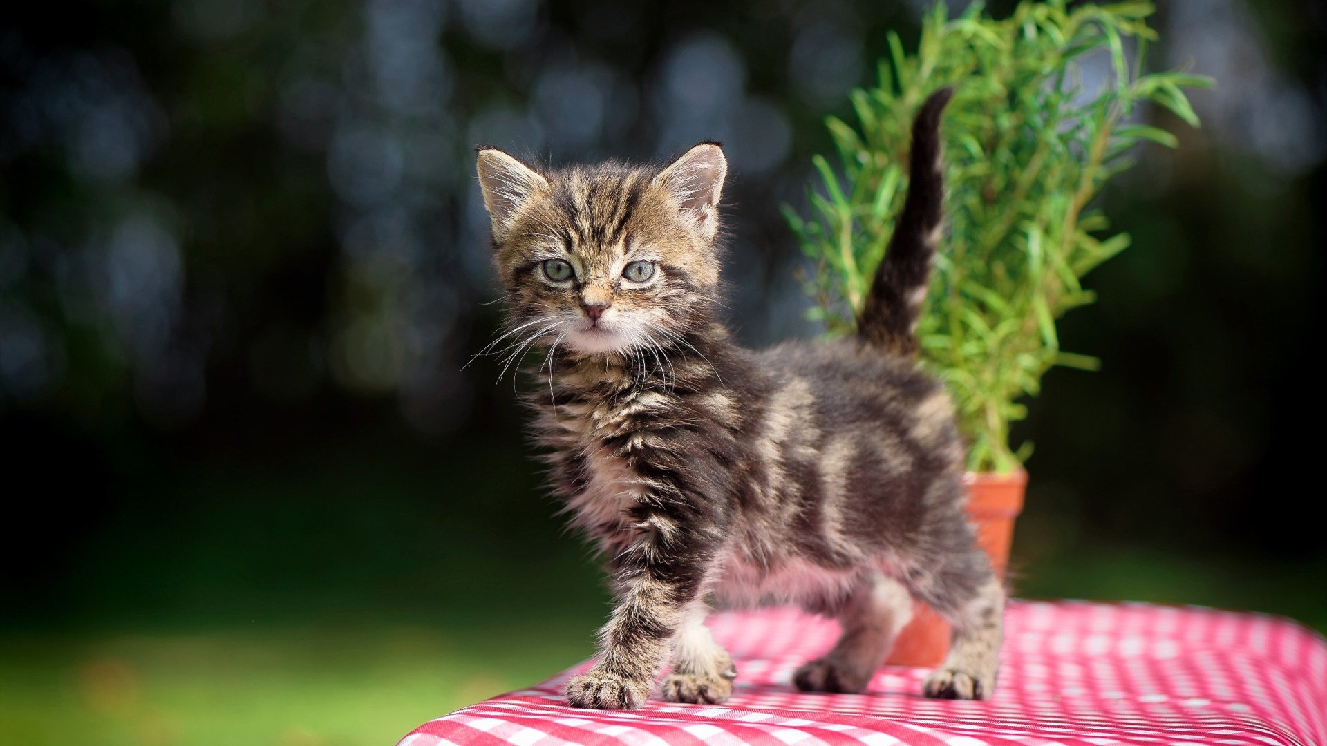 双线辉煌，曼联欧战封锁奥地利，伊萨克东决一战封神