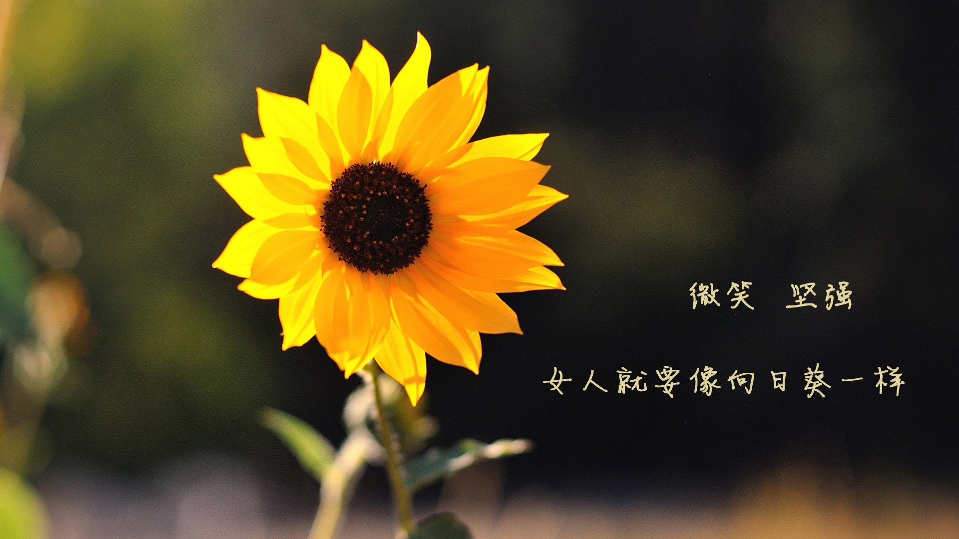 pg电子试玩网-骑士速胜鹈鹕，恩比德成为关键先生