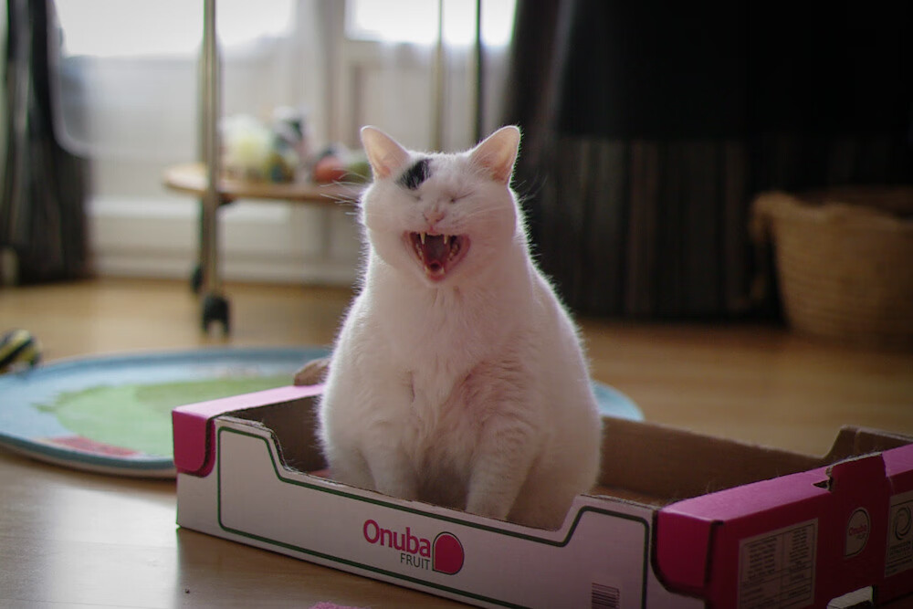 凯恩连续得分拉开差距，韩国踏平巴萨，足球世界的激情与变革