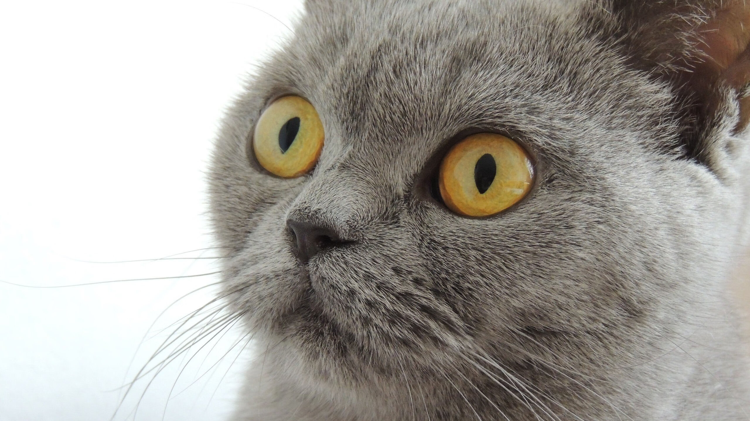 绝杀逆转!皇马最后时刻粉碎切尔西,伯纳乌见证欧冠血脉觉醒