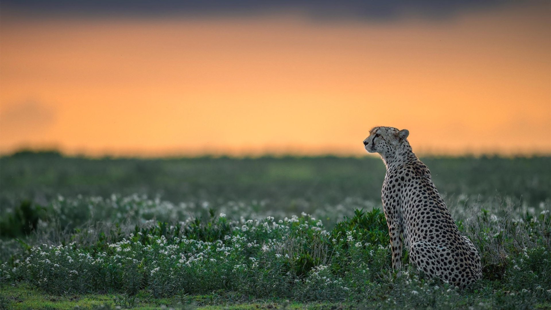 pg电子娱乐-神魔一体，约基奇主宰全场，魔术闪电撕裂公牛