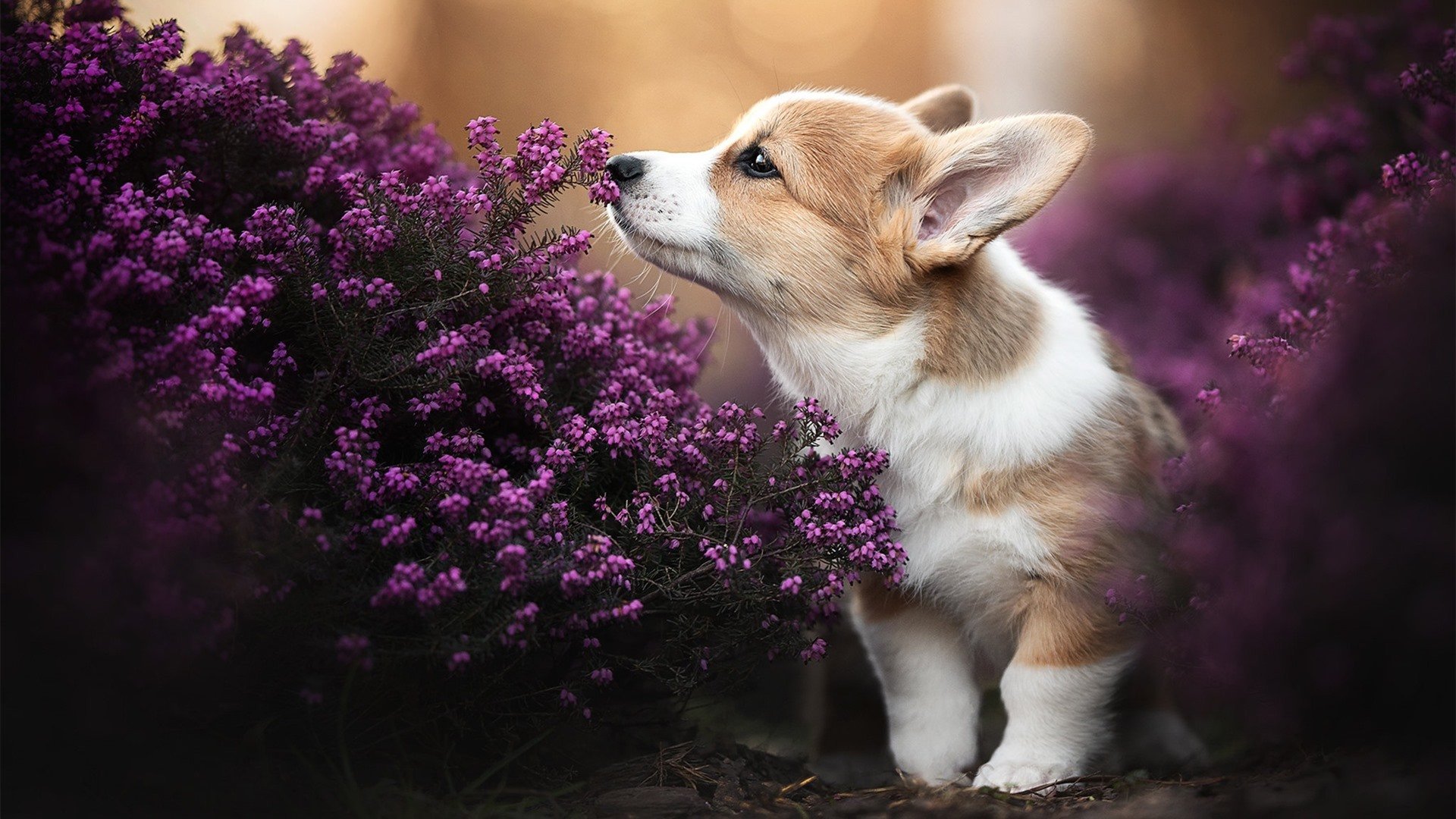 恩佐·费尔南德斯，一个名字，扛起一座城