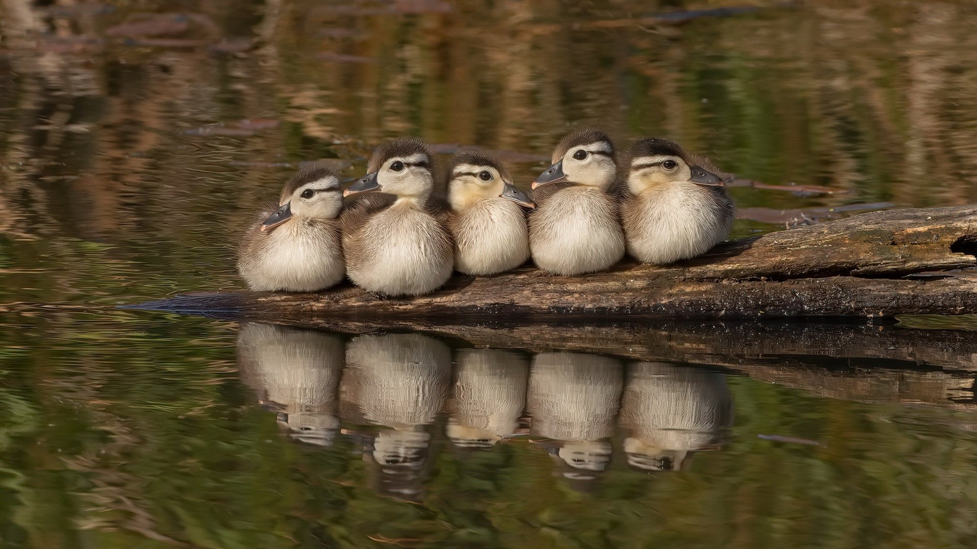 救赎与颠覆,萨内压力下的爆发与爱尔兰人对皇马的收割