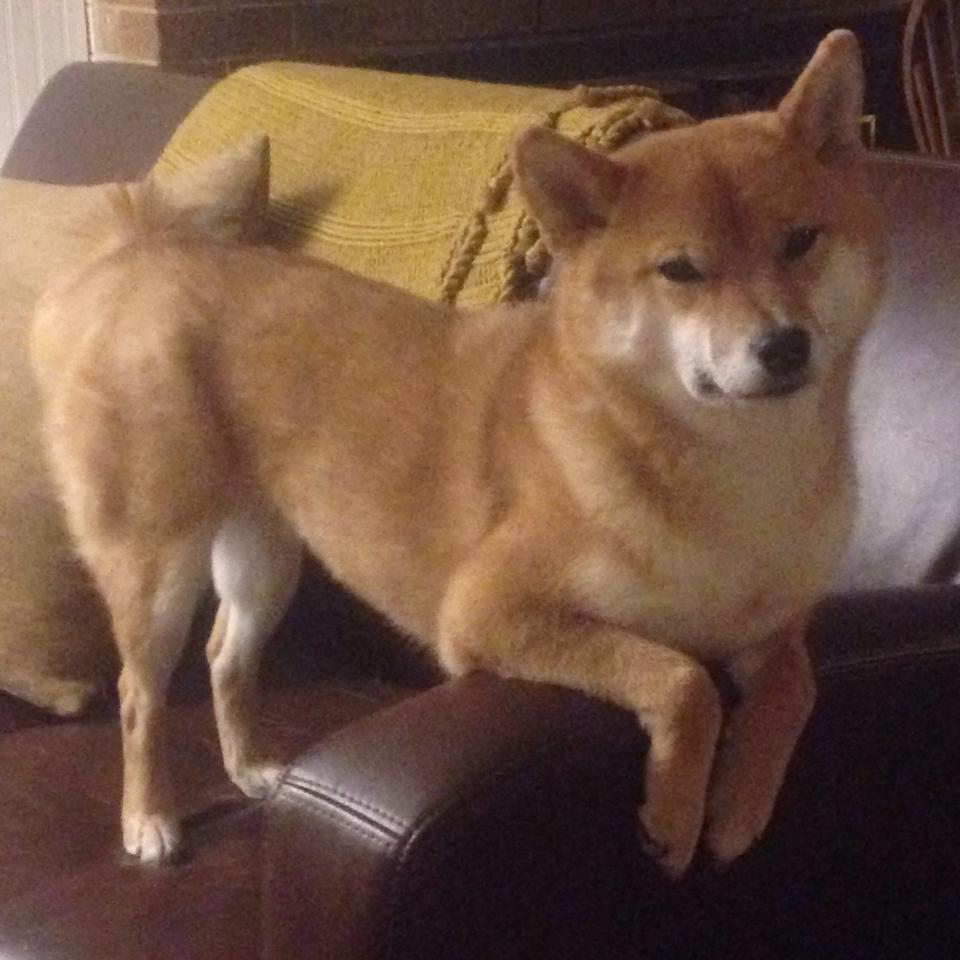 伊布归来，罗马城见证41岁神锋如何让拉齐奥与厄瓜多尔鏖战成他的个人圣殿