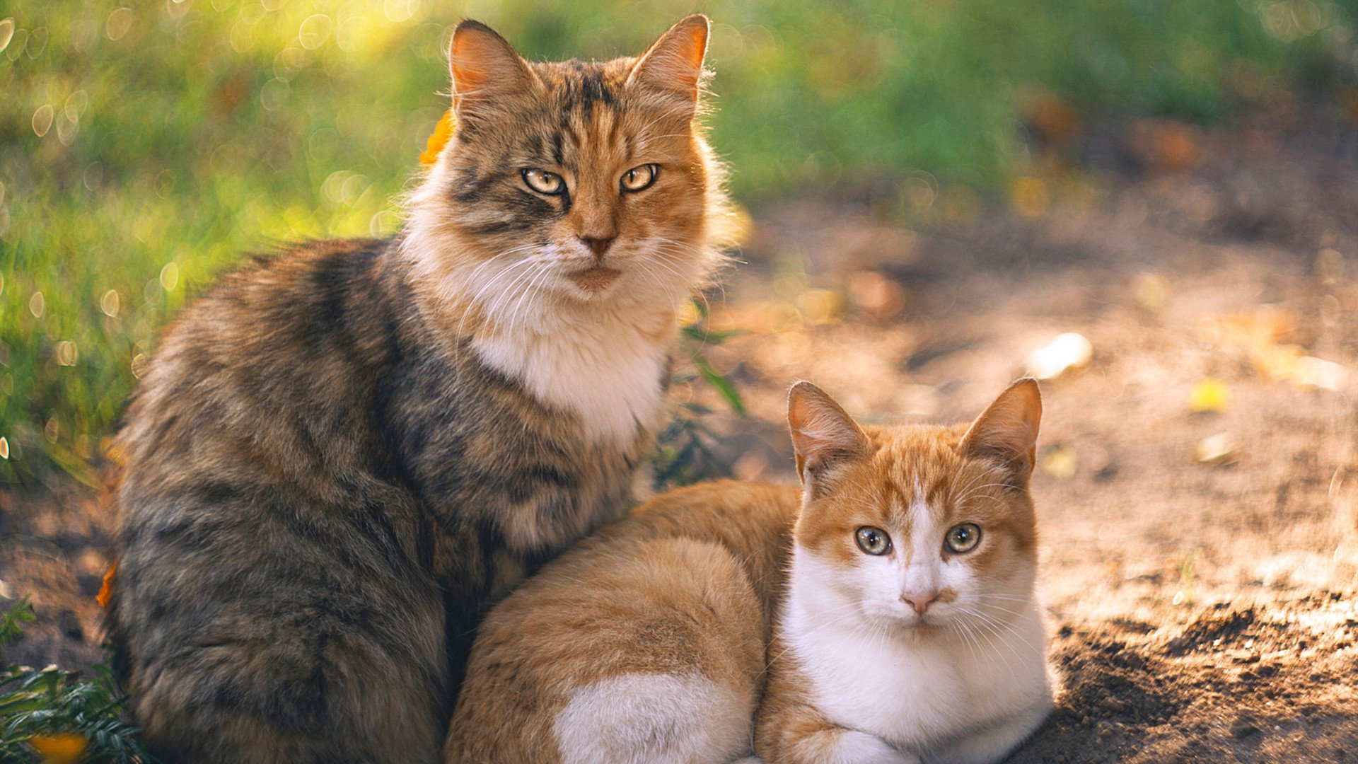 pg电子试玩网-东决关键战之夜，阿坎吉关键制胜