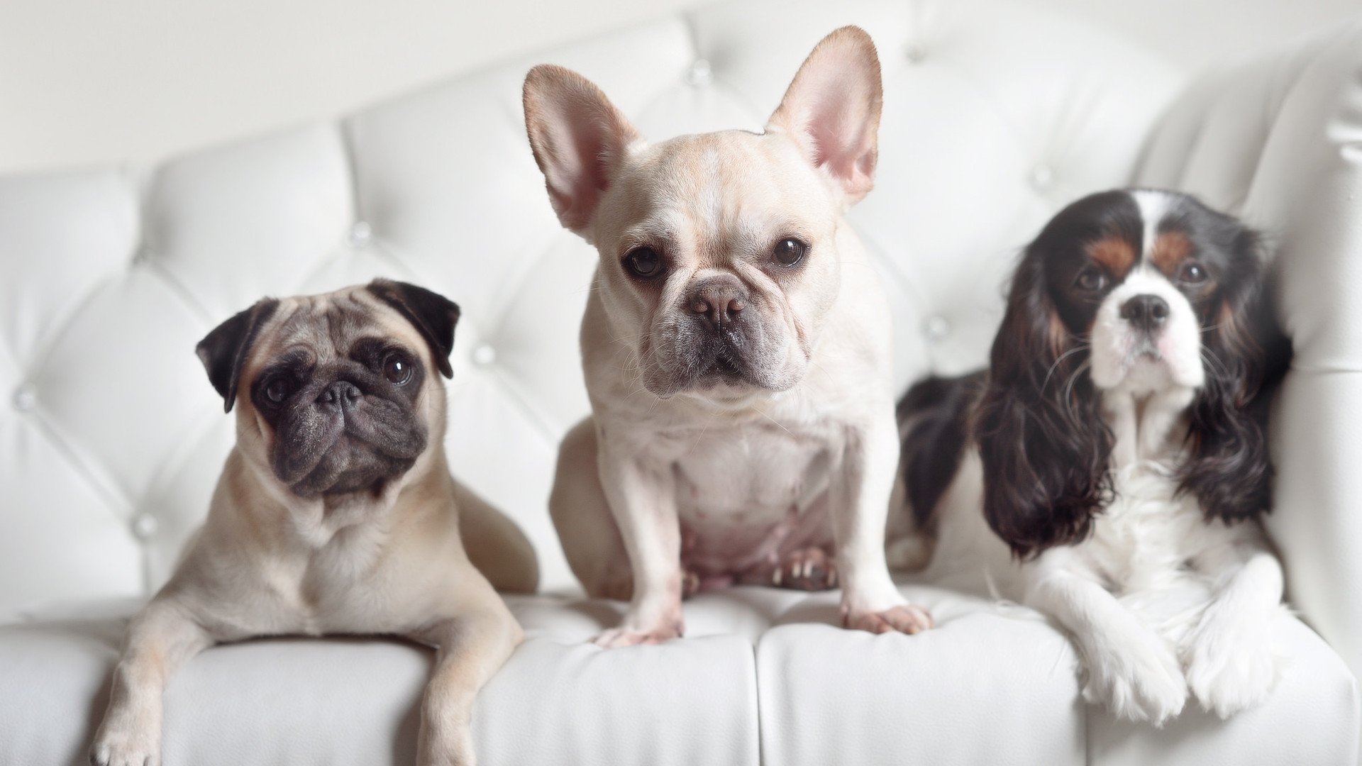 拉梅洛狂飙闪耀全场，深圳队力克辽宁队夺关键胜利