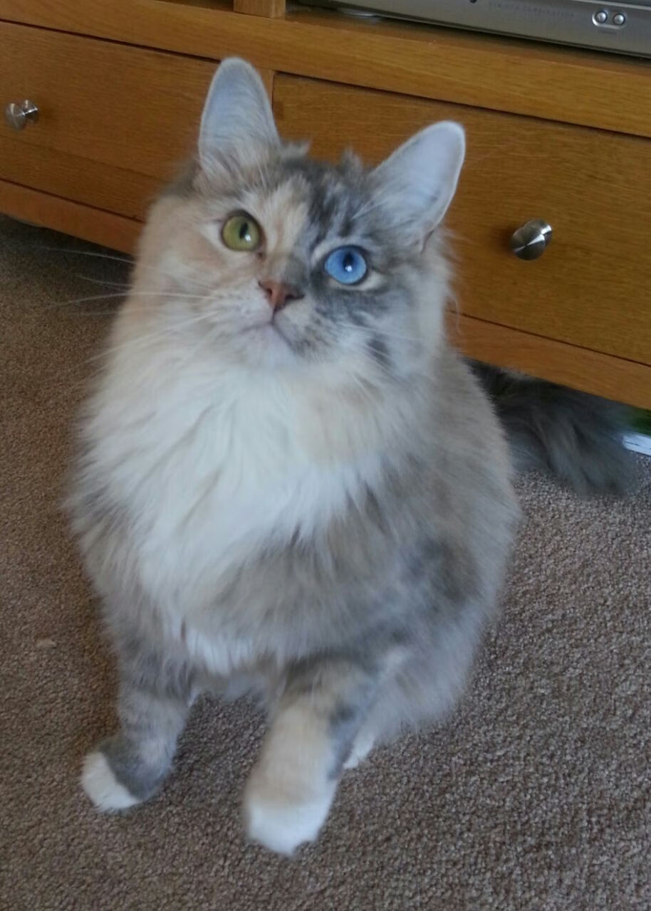 pg电子下载-雷霆对阵太阳，詹姆斯关键进球定乾坤