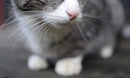 绿茵场上的双重奏，富安健洋的爆发与比利时机器般的晋级